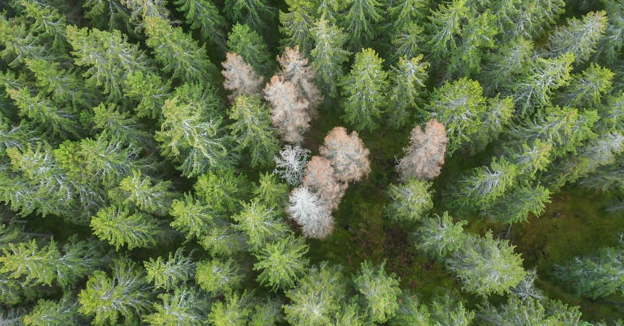 Skog angripen av granbarkborre, foto från ovan 